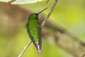 Rufous-vented Whitetip Urosticte ruficrissa