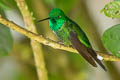 Rufous-vented Whitetip Urosticte ruficrissa