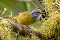 Russet-crowned Warbler Myiothlypis coronata elata