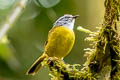 Russet-crowned Warbler Myiothlypis coronata elata