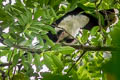 Salvin's Curassow Mitu salvini