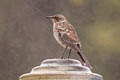 San Cristobal Mockingbird Mimus melanotis