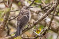 San Cristobal Mockingbird Mimus melanotis