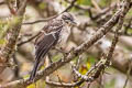 San Cristobal Mockingbird Mimus melanotis