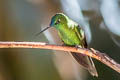 Sapphire-vented Puffleg Eriocnemis luciani luciani