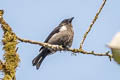 scarlet-browed-tanager Heterospingus xanthopygius berliozi 