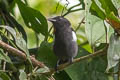 scarlet-browed-tanager Heterospingus xanthopygius berliozi 