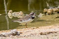 Semipalmated Plover Charadrius semipalmatus