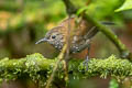 Sharp-tailed Streamcreeper Lochmias nematura sororius 