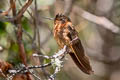 Shining Sunbeam Aglaeactis cupripennis cupripennis