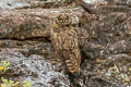 Short-eared Owl Asio flammeus galapagoensis 