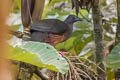 Sickle-winged Guan Chamaepetes goudotii fagani 