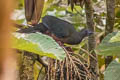 Sickle-winged Guan Chamaepetes goudotii fagani 