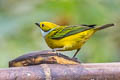 Silver-throated Tanager Tangara icterocephala icterocephala