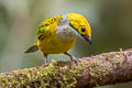 Silver-throated Tanager Tangara icterocephala icterocephala