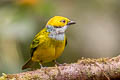 Silver-throated Tanager Tangara icterocephala icterocephala