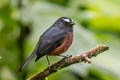 Slaty-backed Chat-Tyrant Ochthoeca cinnamomeiventris