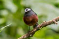 Slaty-backed Chat-Tyrant Ochthoeca cinnamomeiventris