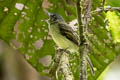 Slaty-capped Flycatcher Leptopogon superciliaris superciliaris