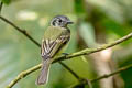 Slaty-capped Flycatcher Leptopogon superciliaris superciliaris