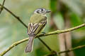 Slaty-capped Flycatcher Leptopogon superciliaris superciliaris