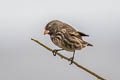 Small Ground Finch Geospiza fuliginosa