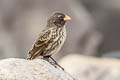 Small Ground Finch Geospiza fuliginosa