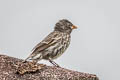 Small Ground Finch Geospiza fuliginosa