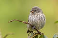 Small Ground Finch Geospiza fuliginosa