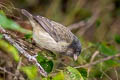 Small Tree Finch Camarhynchus parvulus parvulus