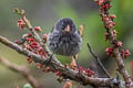 Small Tree Finch Camarhynchus parvulus parvulus