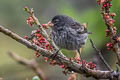 Small Tree Finch Camarhynchus parvulus parvulus