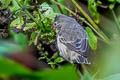 Small Tree Finch Camarhynchus parvulus parvulus