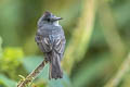 Smoke-coloured Pewee Contopus fumigatus zarumae