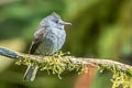 Smoke-coloured Pewee Contopus fumigatus zarumae