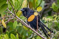 Smooth-billed Ani Crotophaga ani