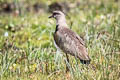 Southern Lapwing Vanellus chilensis cayennensis