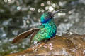 Sparkling Violetear Colibri coruscans coruscans