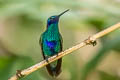 Sparkling Violetear Colibri coruscans coruscans