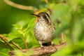 Speckled Hummingbird Adelomyia melanogenys maculata