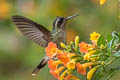 Speckled Hummingbird Adelomyia melanogenys maculata