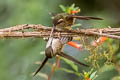 Speckled Hummingbird Adelomyia melanogenys maculata
