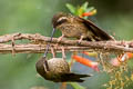 Speckled Hummingbird Adelomyia melanogenys maculata