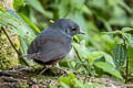 Spillmann's Tapaculo Scytalopus spillmanni