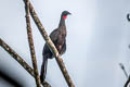 Spix's Guan Penelope jacquacu jacquacu