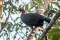 Spix's Guan Penelope jacquacu jacquacu