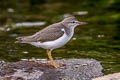 Spotted Sandpiper Actitis macularius