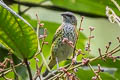 Spotted Tanager Ixothraupis punctata zamorae