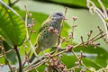 Spotted Tanager Ixothraupis punctata zamorae