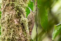 Spotted Woodcreeper Xiphorhynchus erythropygius aequatorialis 